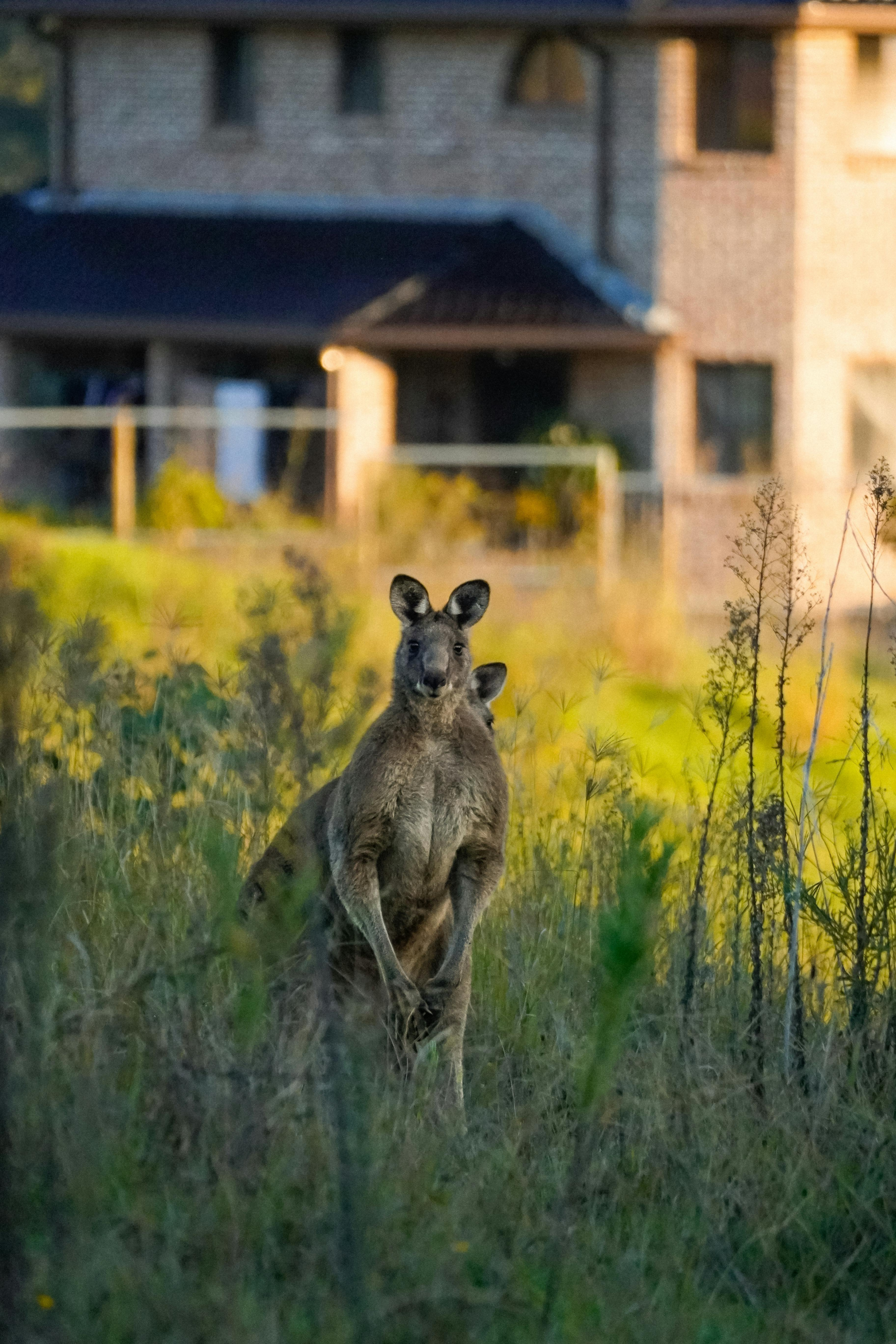 Kangaroo in a field near a suburban house at dusk, blending nature with urban life.